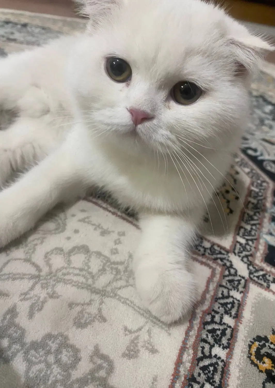گربه|گربه|زرند, |دیوار