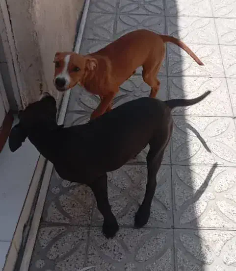 سگ پیتبول 6 ماهه|سگ|شیراز, ده پیاله|دیوار