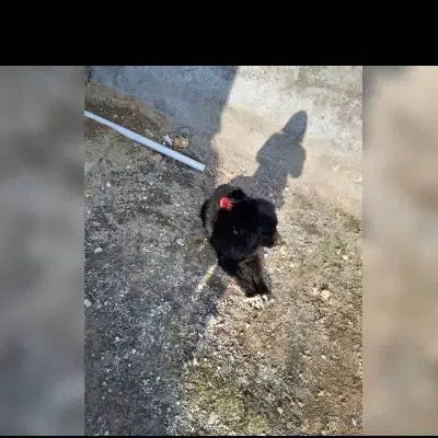 سگ قدریجانی|سگ|خمین, |دیوار