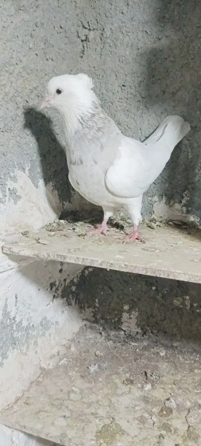 کبوتر|پرنده|کرمانشاه, |دیوار