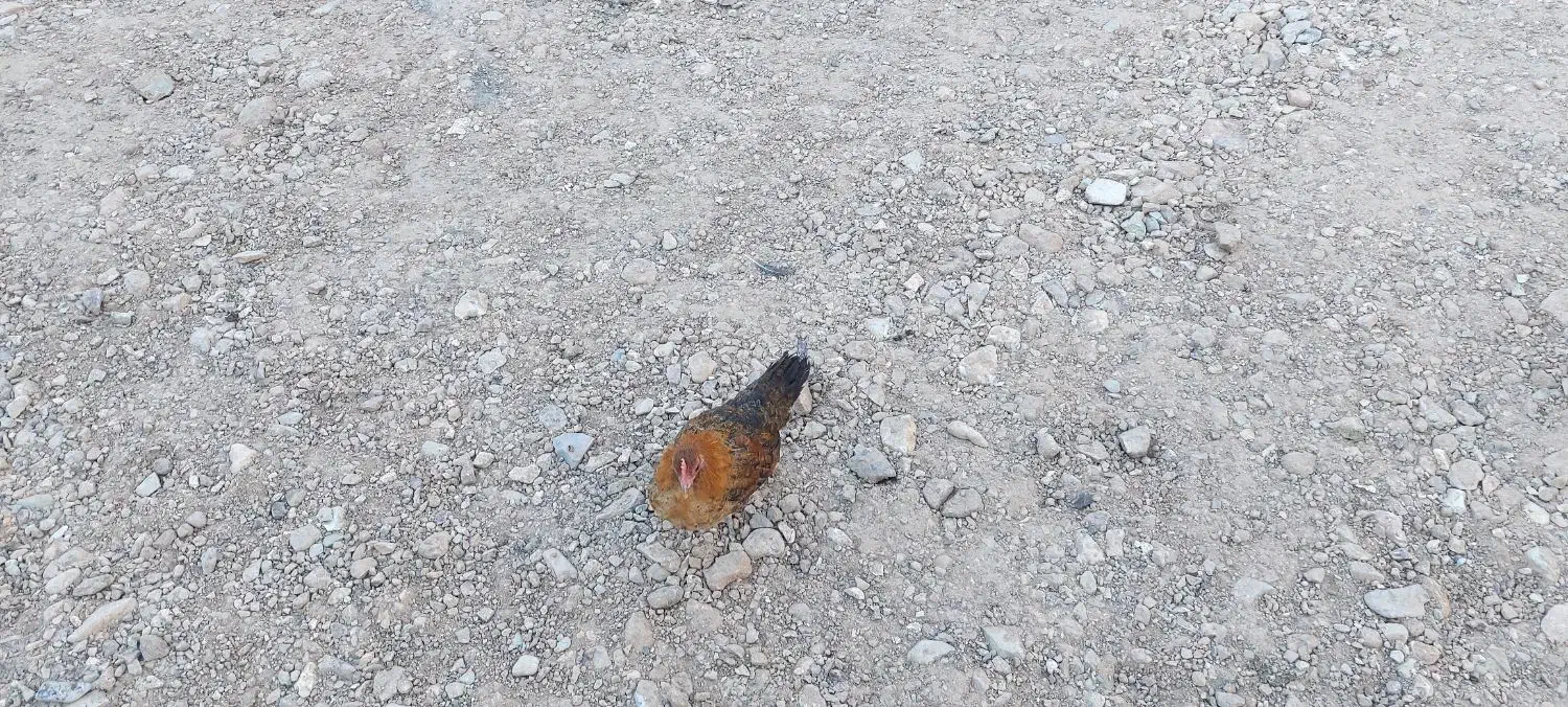 مرغ و خروس مینیاتوری|حیوانات مزرعه|زرندیه, |دیوار