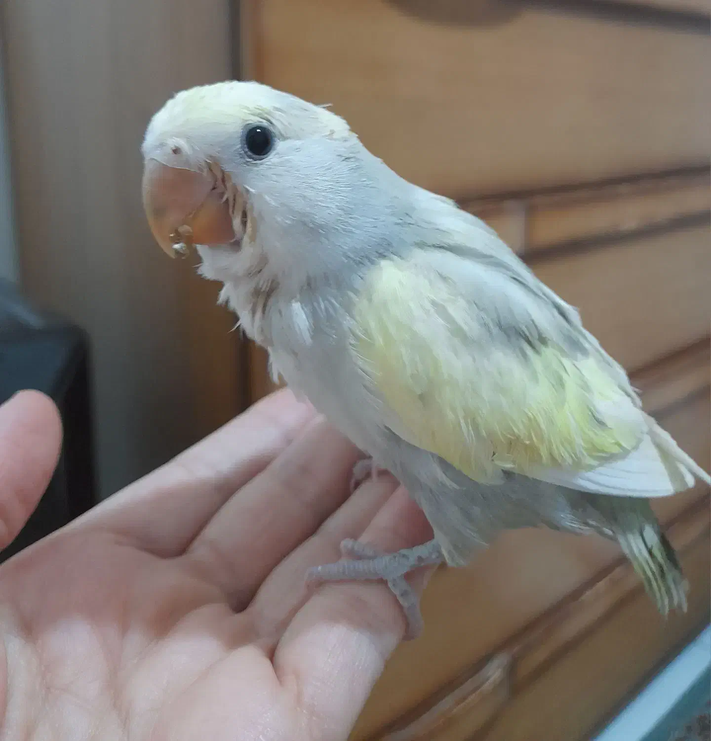 طوطی برزیلی توسی|پرنده|تهران, باشگاه نفت|دیوار