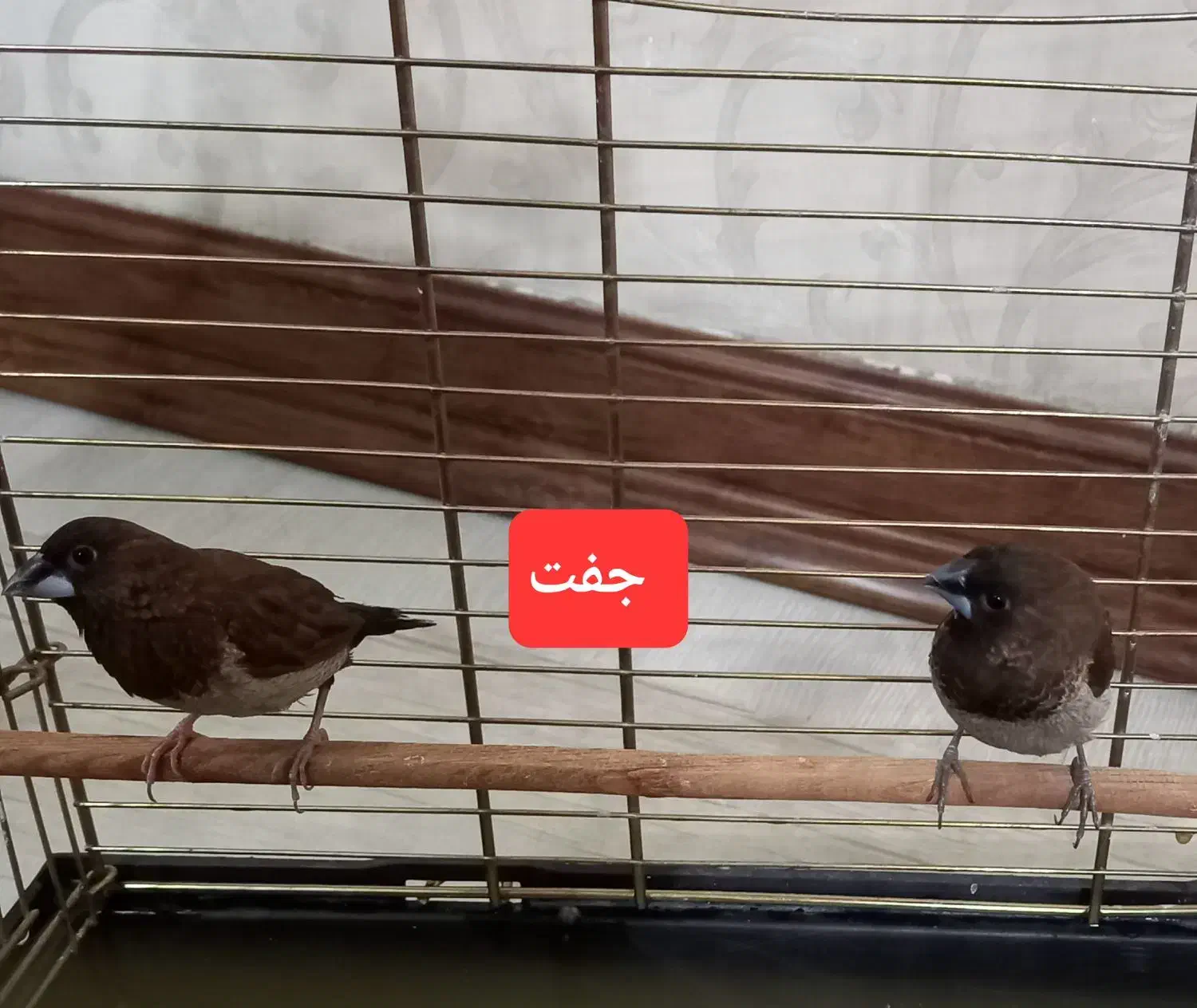 فنچ بنگالی|پرنده|کرج, حیدرآباد|دیوار