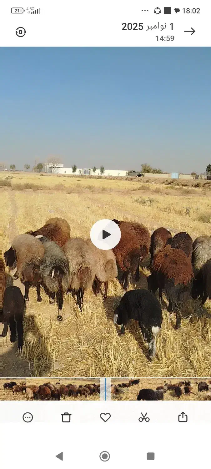 میش افشار|حیوانات مزرعه|شاهینشهر, گرگاب|دیوار