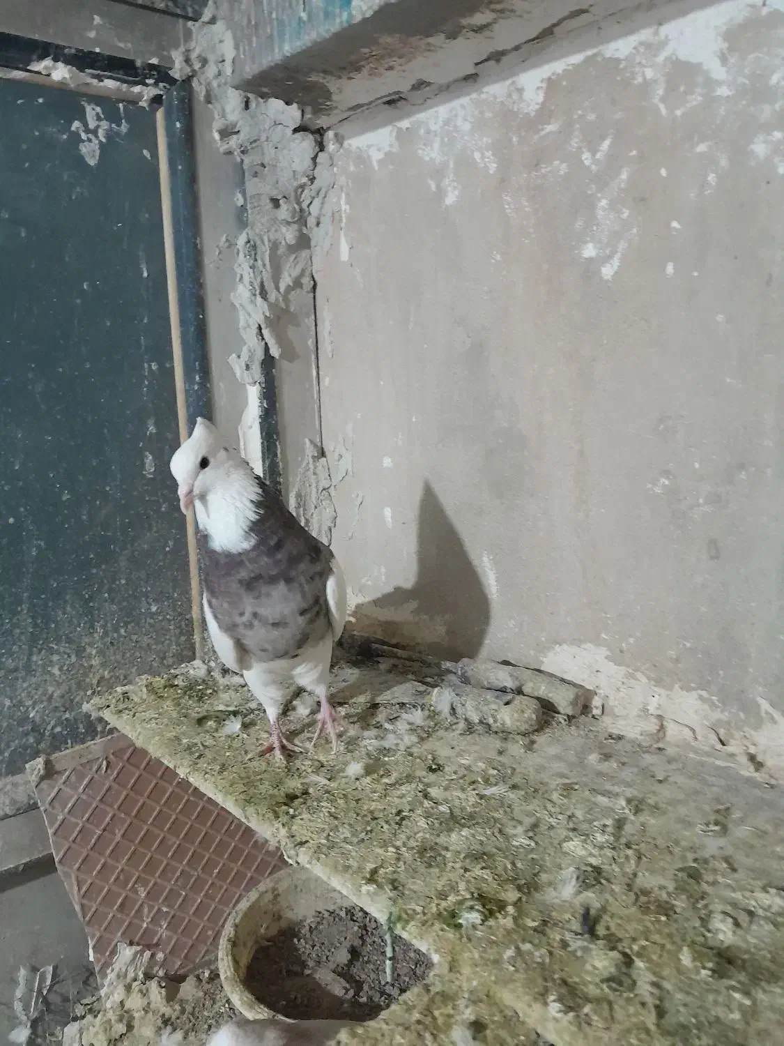 ۴ عدد طوقی نر درجه یک یک|پرنده|نورآباد, |دیوار