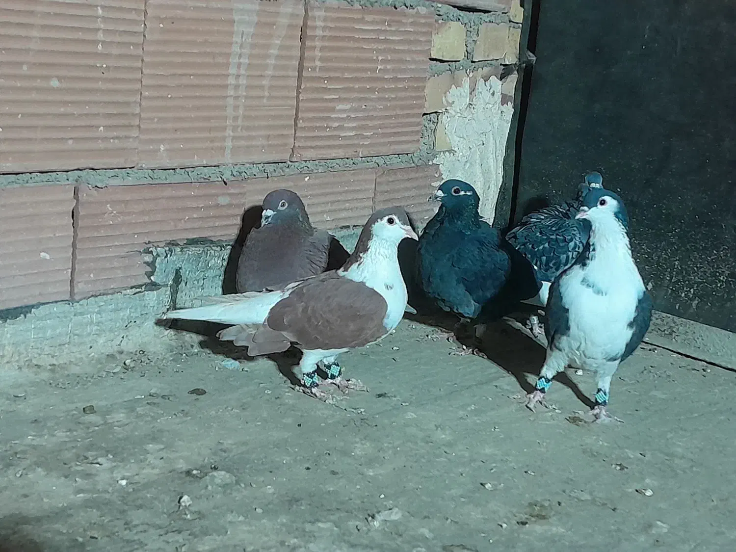 کبوتر رنگی|پرنده|پاکدشت, پاکدشت (مامازند)|دیوار