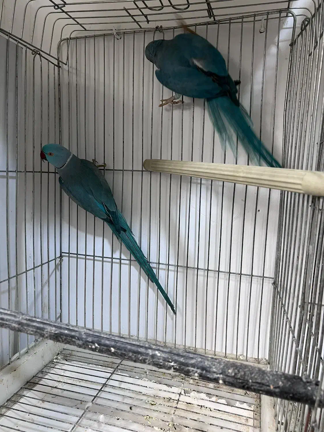 ملنگو رنگی همه رنگ راهب خورشیدی گرین|پرنده|شیراز, شهرک گلها|دیوار