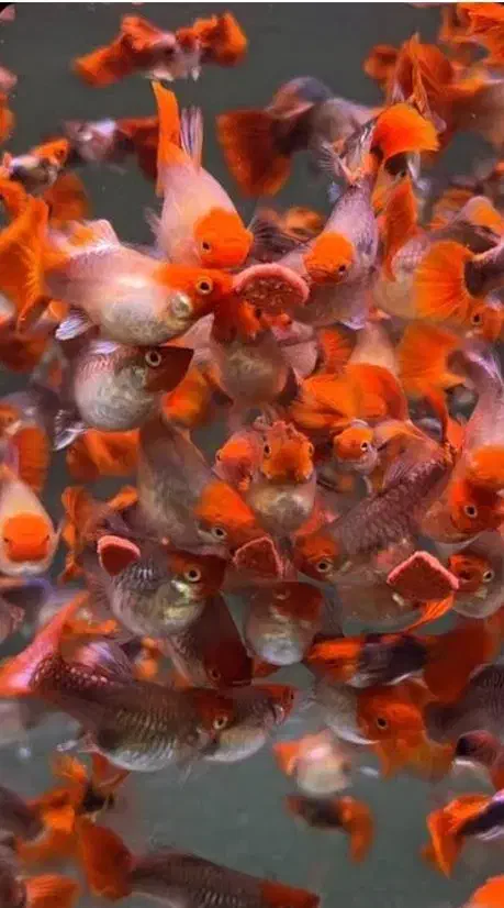 انواع ماهی گوپی|ماهی|اردبیل, |دیوار