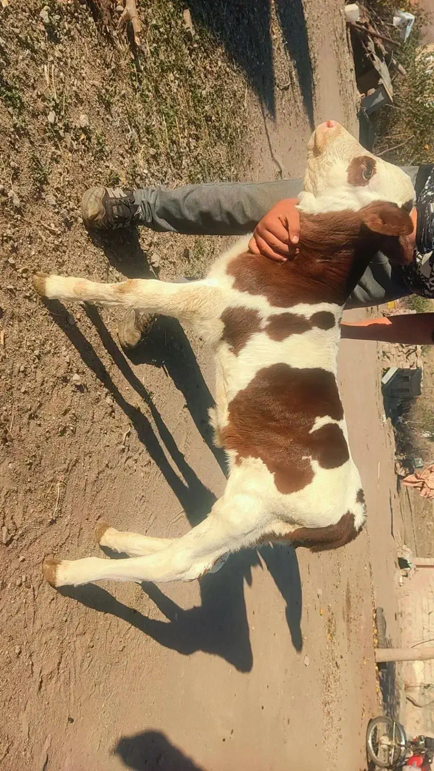 گوساله سیمنتال نر پنج روزه|حیوانات مزرعه|اهر, |دیوار