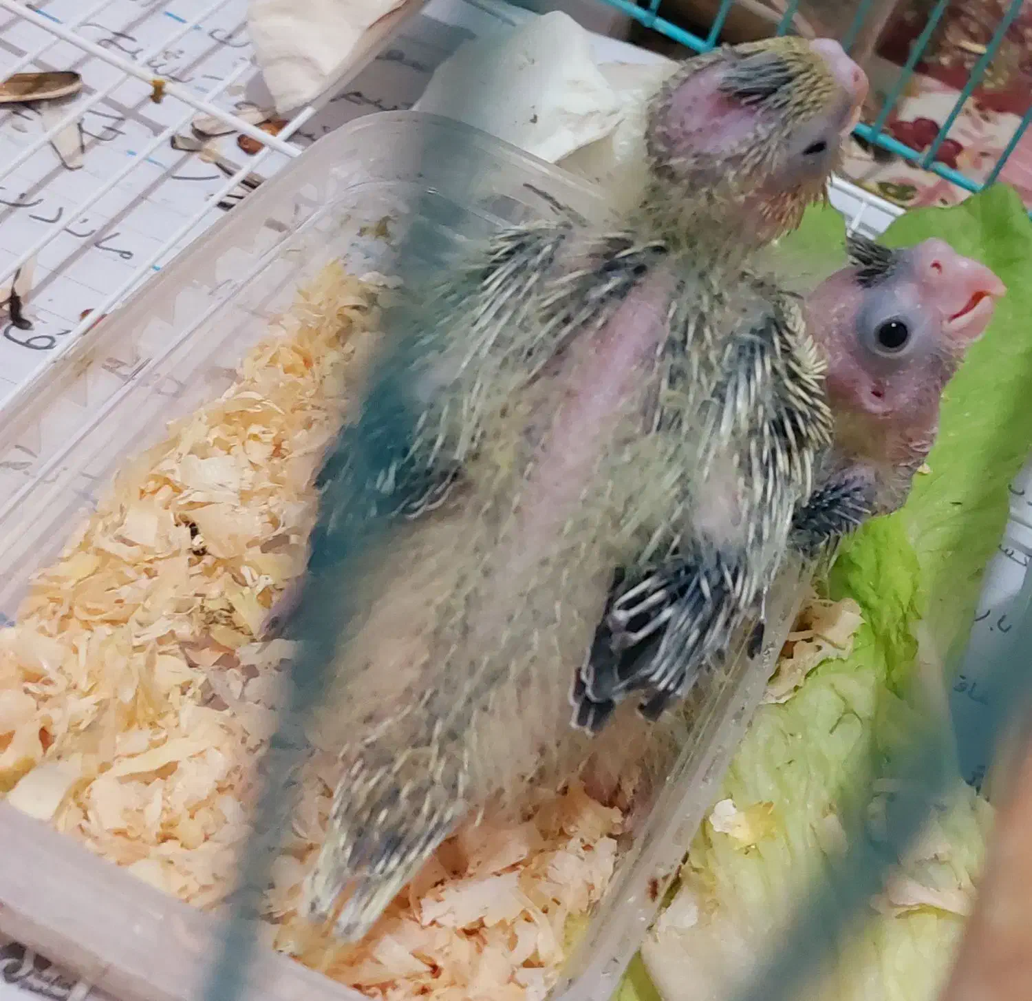 سرلاکی|پرنده|رامهرمز, |دیوار