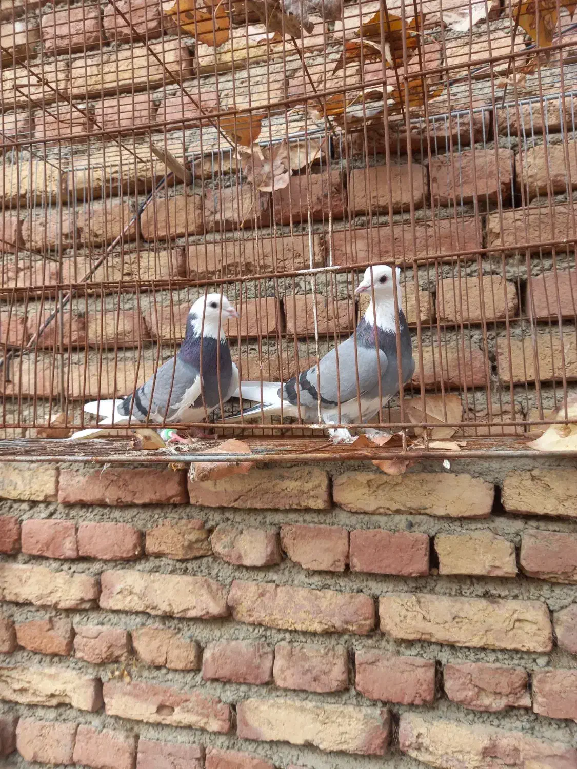 یه جفت کفتر شازده سبز|پرنده|سلماس, |دیوار