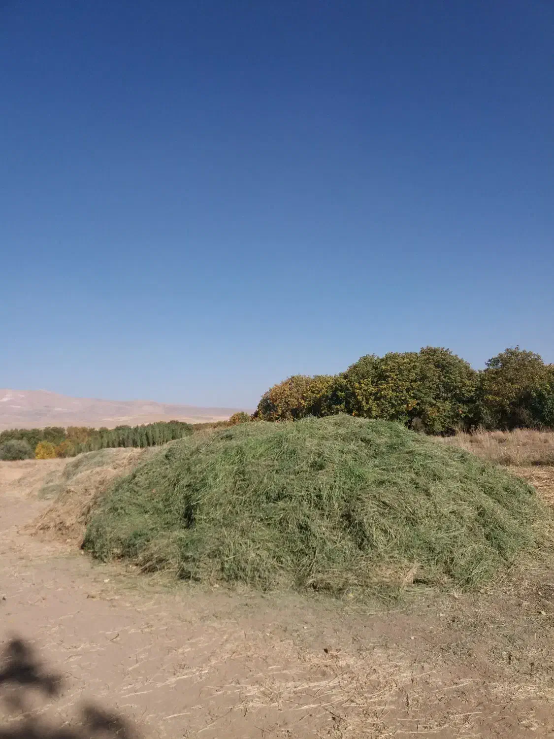 یونجه|خدمات باغبانی و درختکاری|نهاوند, |دیوار