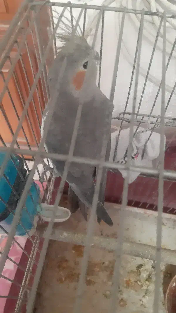 عروس هلندی ماده آماده کار داده صحیح و سالم|پرنده|پاکدشت, پاکدشت (مامازند)|دیوار