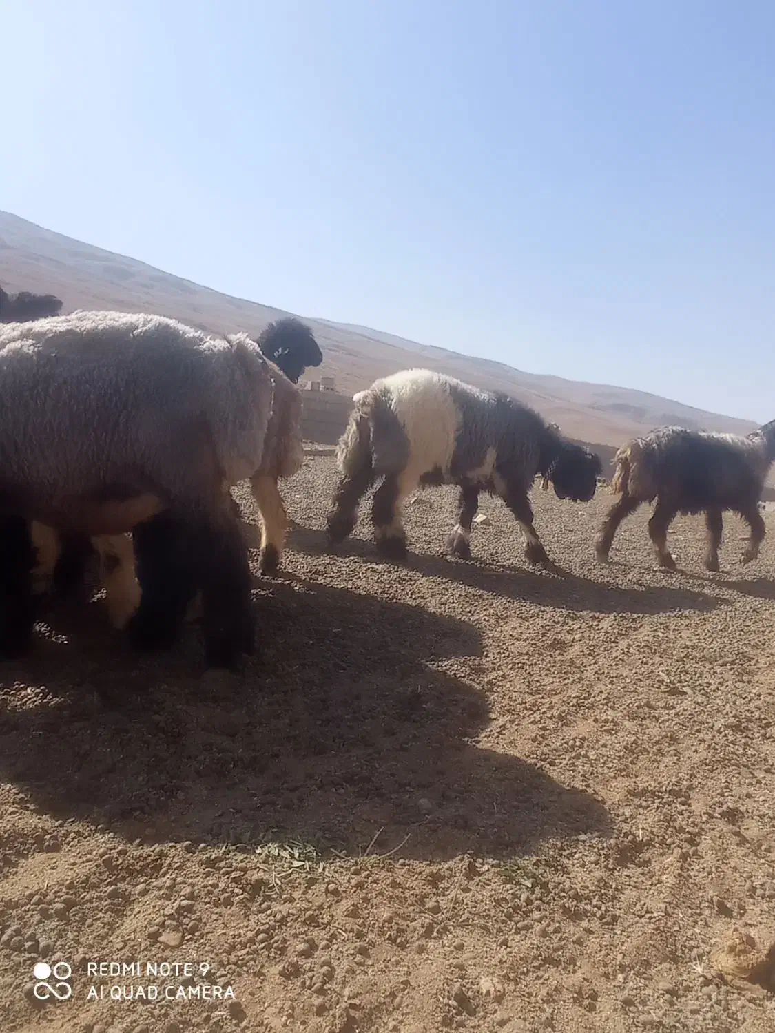 بره ماده میش قوچ بز|حیوانات مزرعه|کوهرنگ, |دیوار