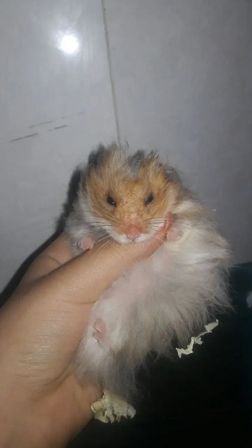 همستر|موش و خرگوش|قم, وادی السلام|دیوار