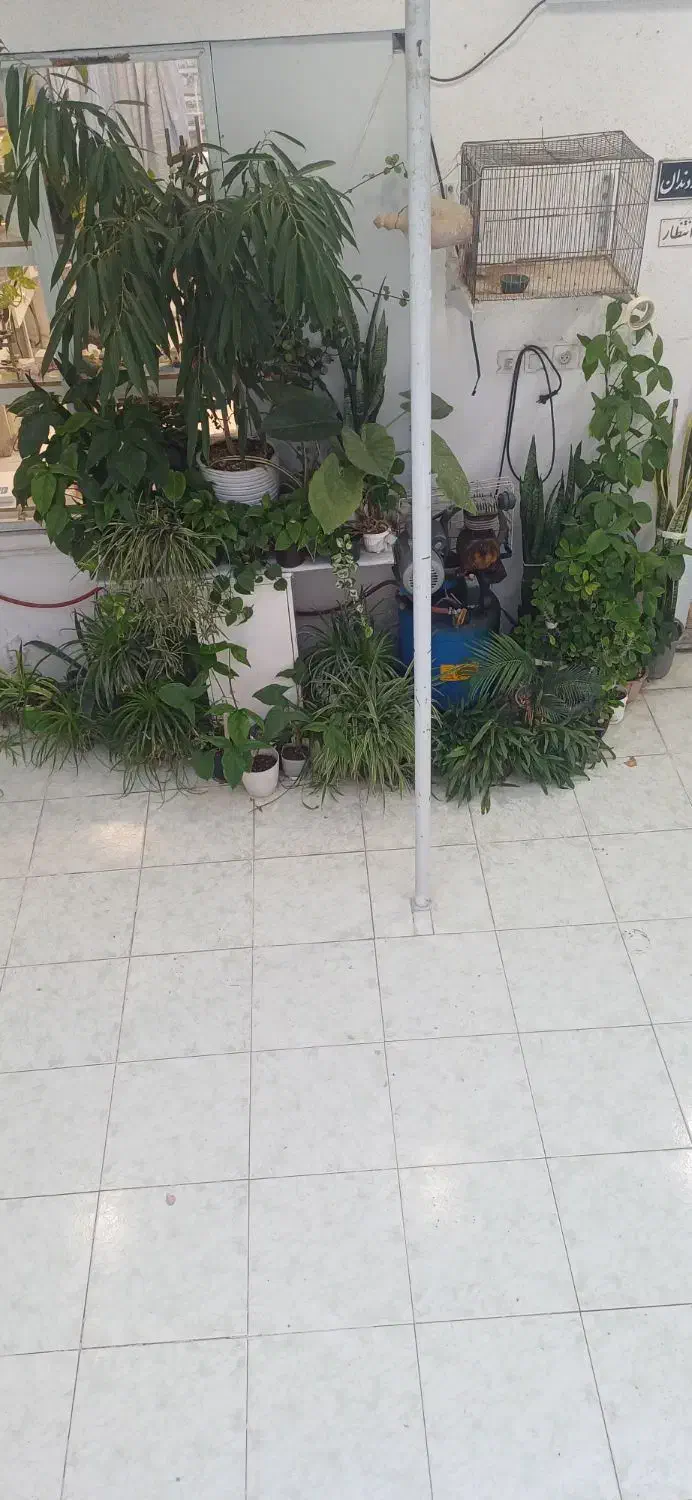 پرورش گل وگیاه آپارتمانی وحیاطی|خدمات باغبانی و درختکاری|گرگان, |دیوار