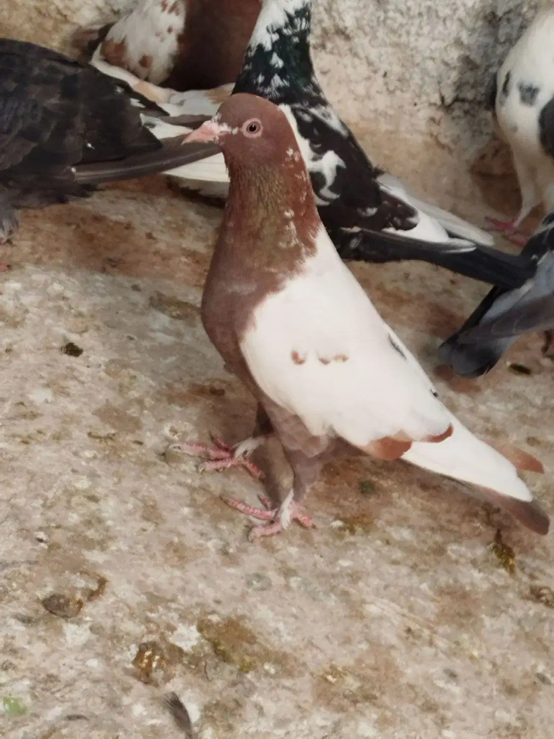 معاوضه با کفتر جفتی توی آلمانی پریدن از جوجگی|پرنده|شیروان (خراسان), |دیوار