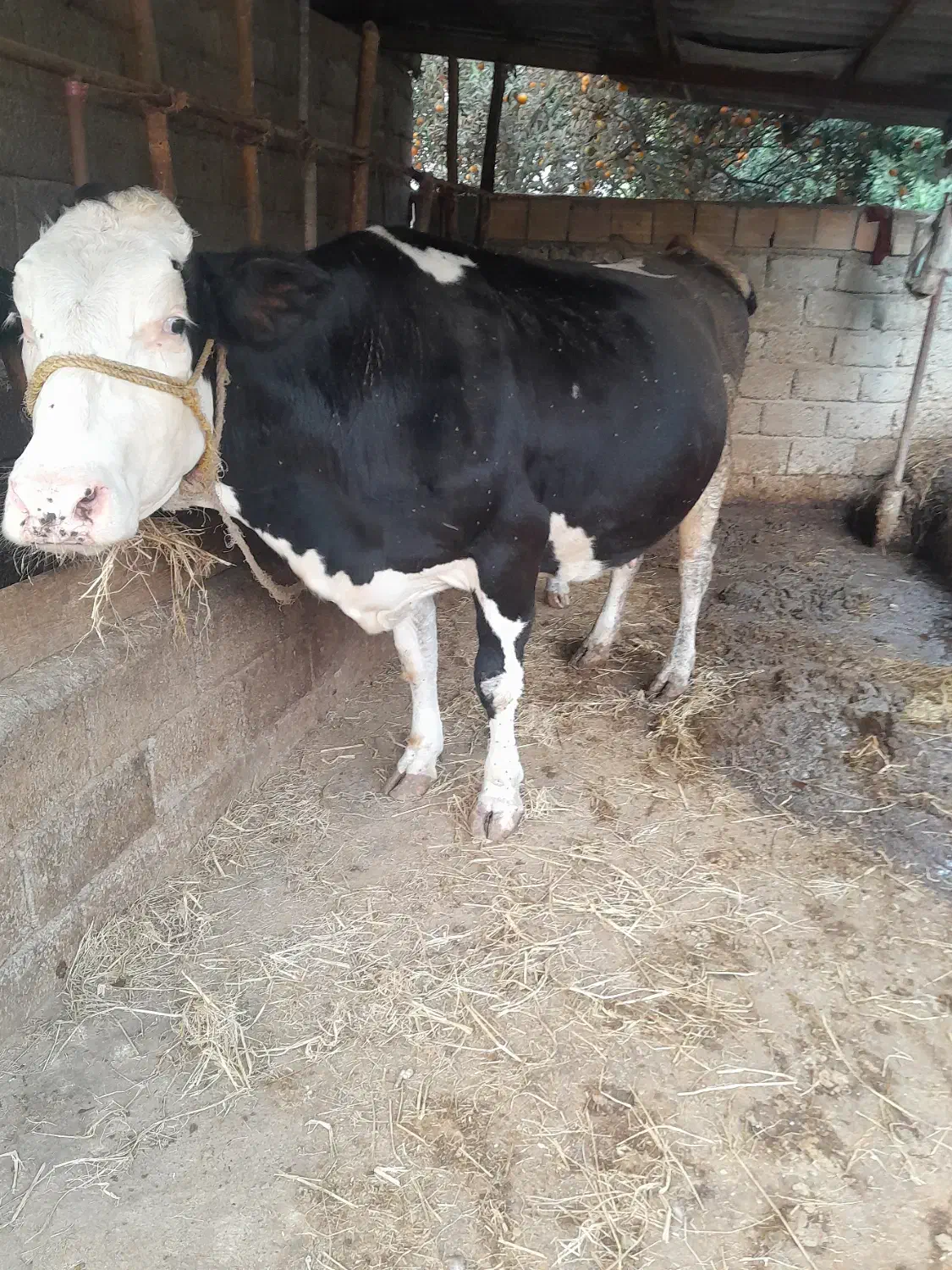 گاو شیرده ۸ماهه باردار وروزانه تا ۲۵ کیلو شیر|حیوانات مزرعه|گتاب, |دیوار