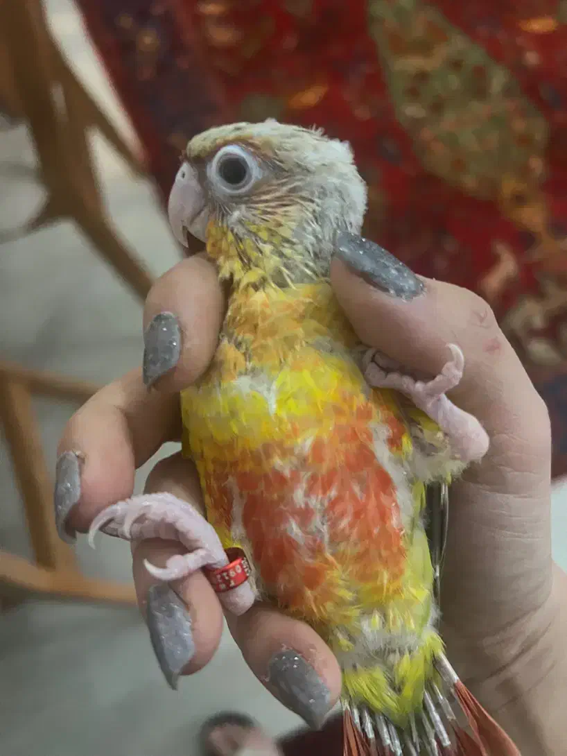 جوجه گرینچیک نر|پرنده|تهران, سعادت‌آباد|دیوار