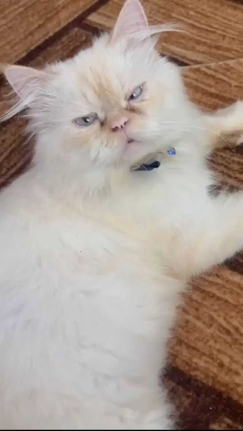 گربه پرشین نر|گربه|رشت, باهنر|دیوار