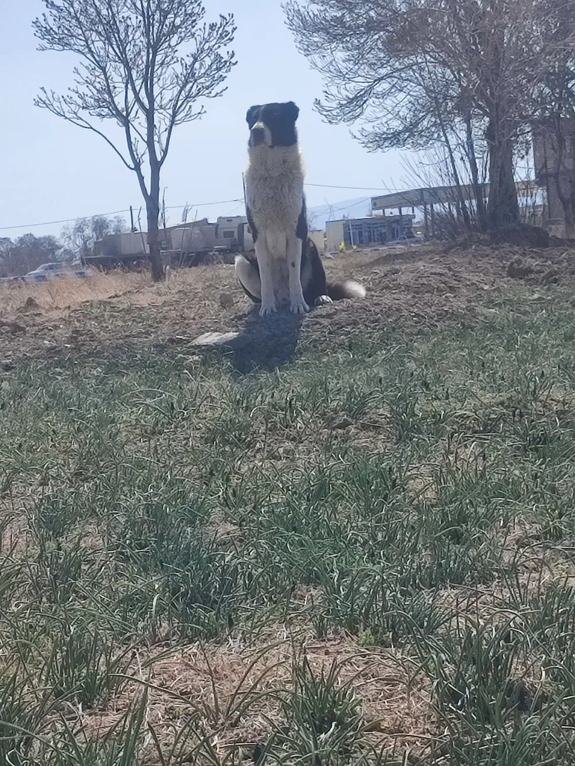 سگ گله ای|حیوانات|گلپایگان, |دیوار