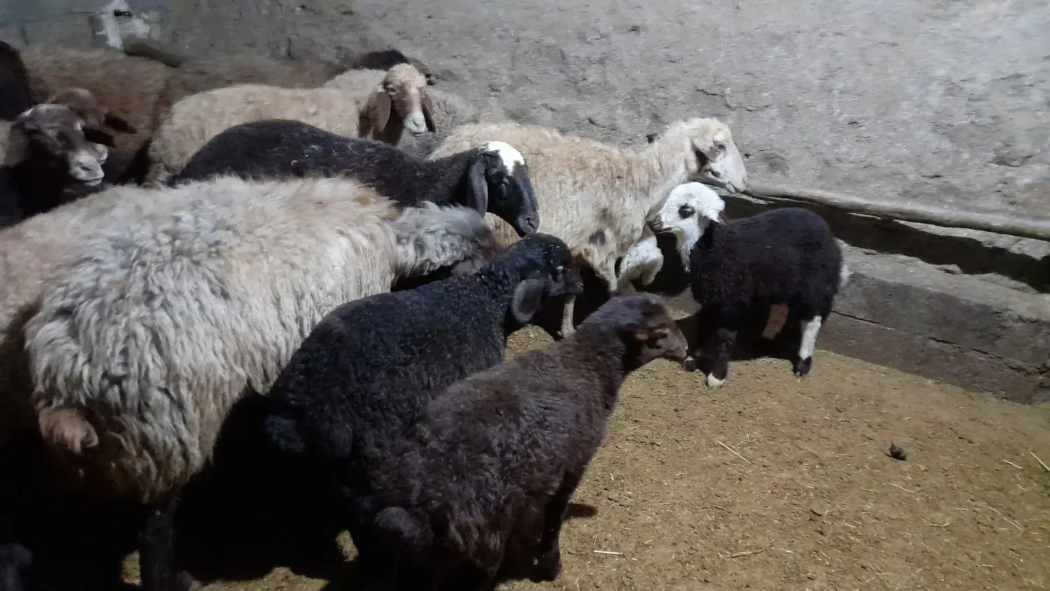 گوسفند وبره جوان داشتی|حیوانات مزرعه|کرمانشاه, |دیوار