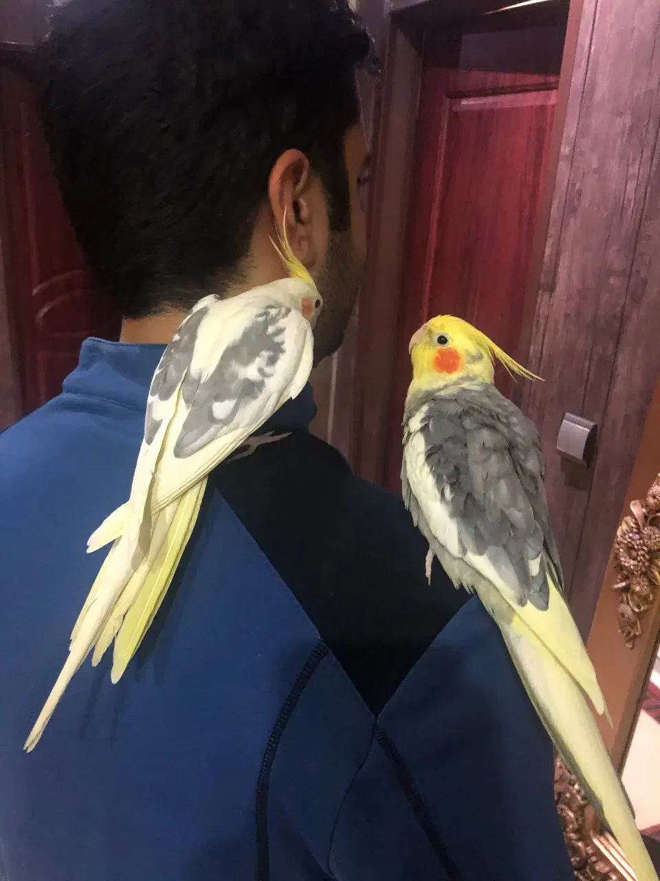 عروس هلندی دستی سخنگو نر|پرنده|تایباد, |دیوار