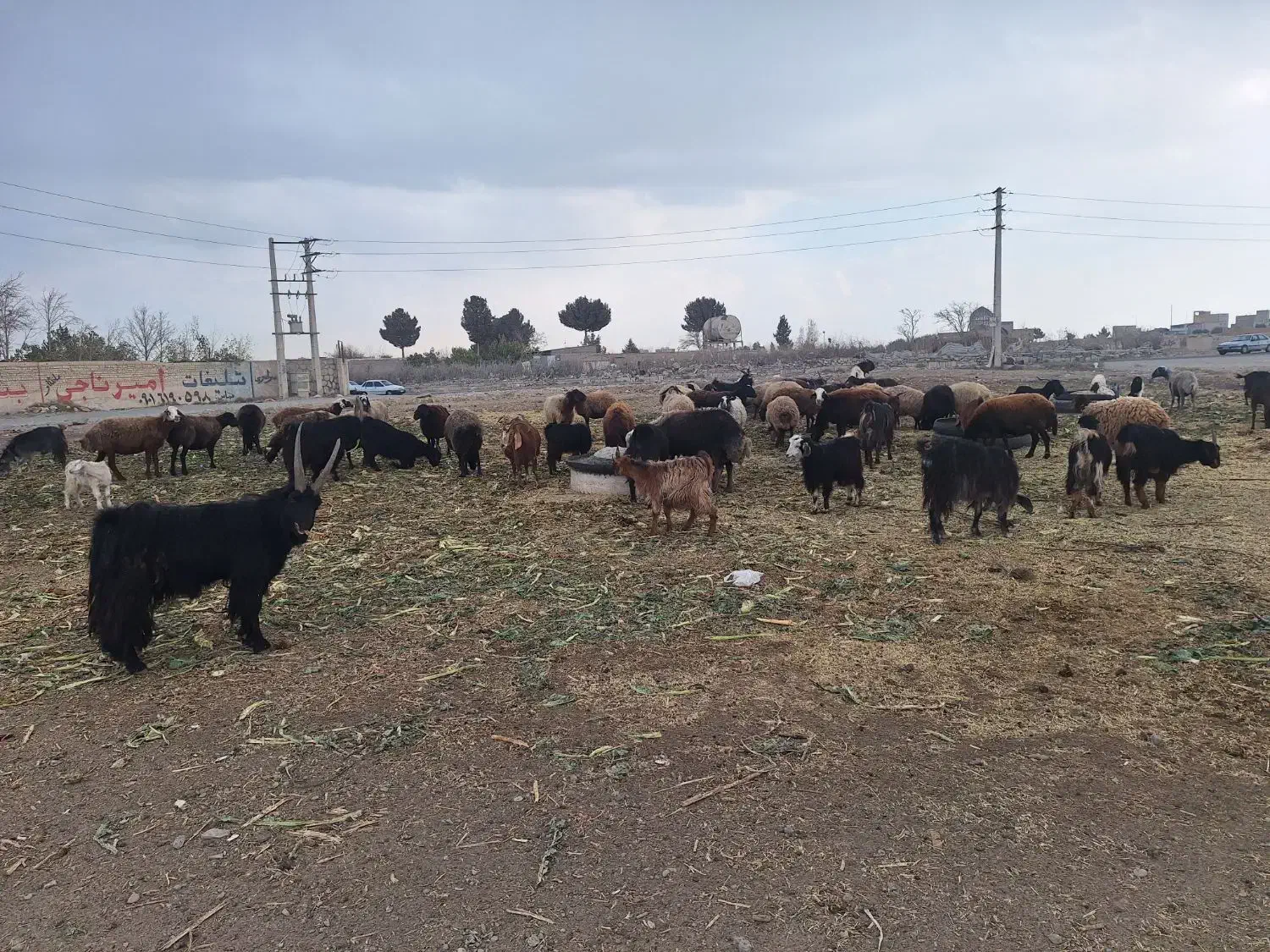 گوسفندمیش بزنربزمعاوضه|حیوانات مزرعه|کرج, کوی کارمندان جنوبی|دیوار