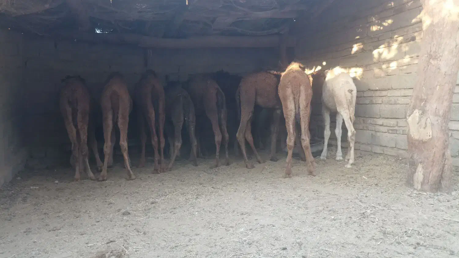 تعداد 10عدد جونگ نر آماده پرواز کرد|حیوانات مزرعه|جزنیک, |دیوار