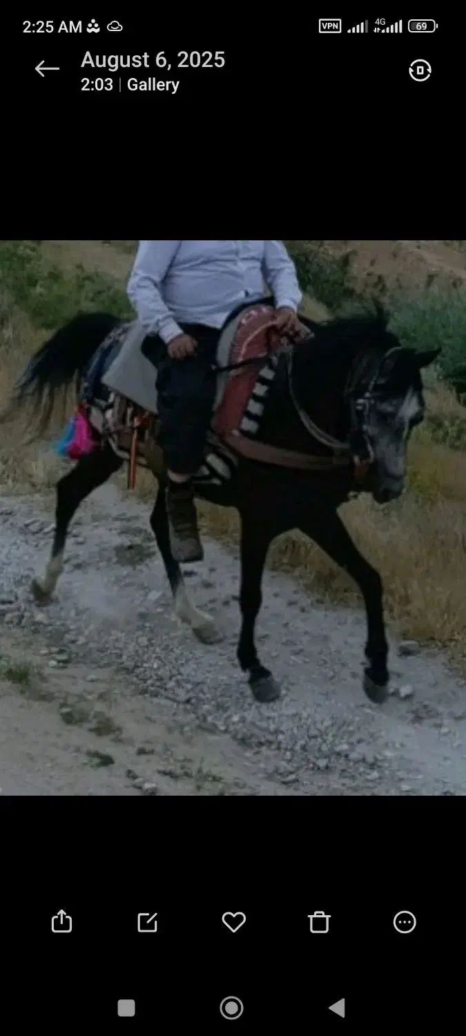 اسب کرد|اسب و تجهیزات اسب‌سواری|سیلوانه, |دیوار