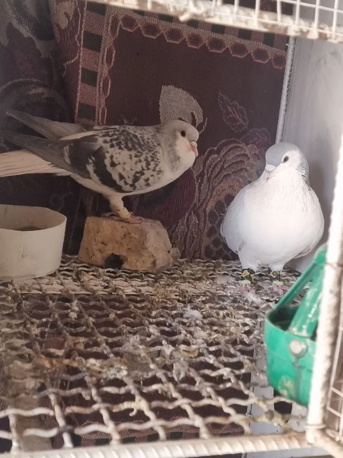 ساده سبز مگسی|پرنده|تربت‌حیدریه, نواب صفوی|دیوار