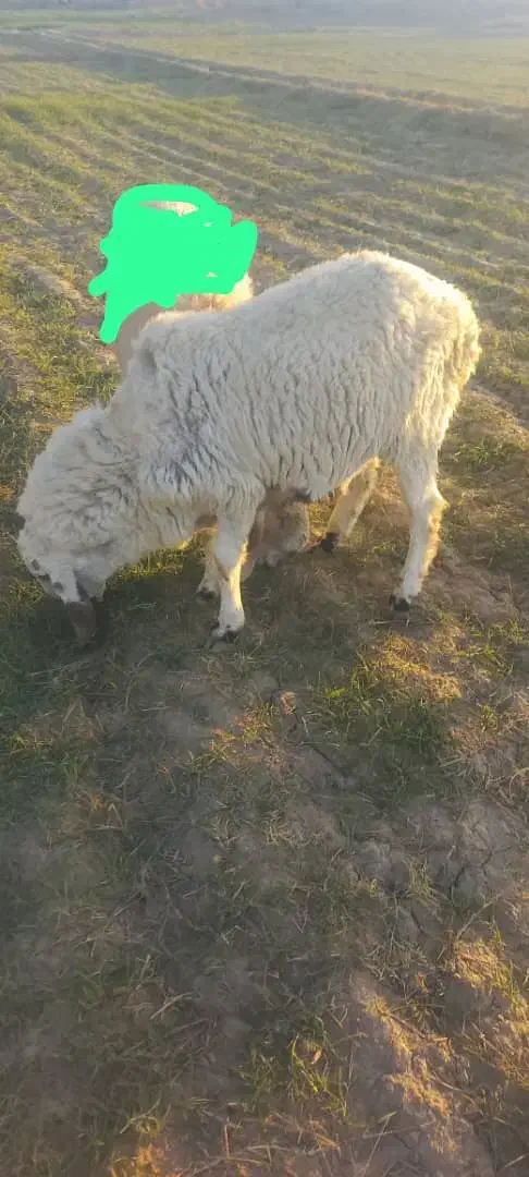 گوسفند فروشی|حیوانات مزرعه|زهک, |دیوار