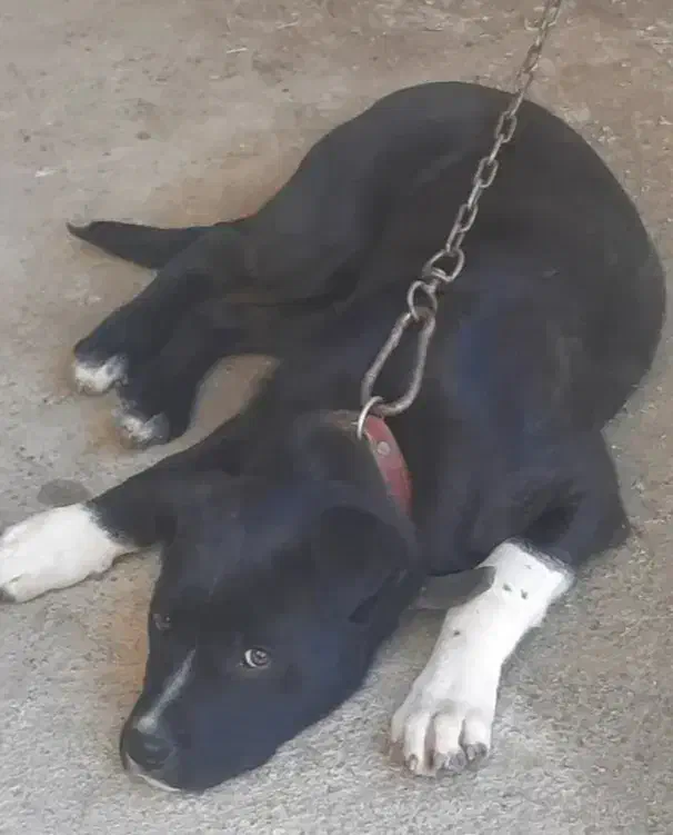 پیتبول|سگ|قشم, |دیوار