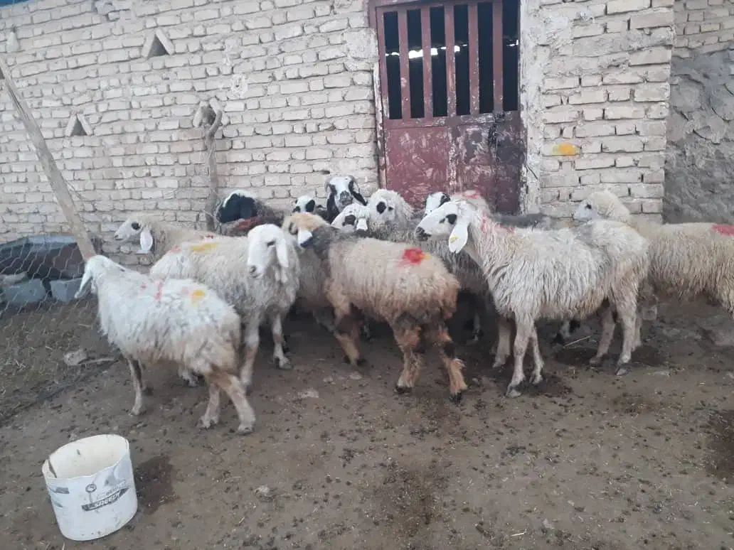 میش داشتی|حیوانات مزرعه|فیروزآباد (فارس), |دیوار