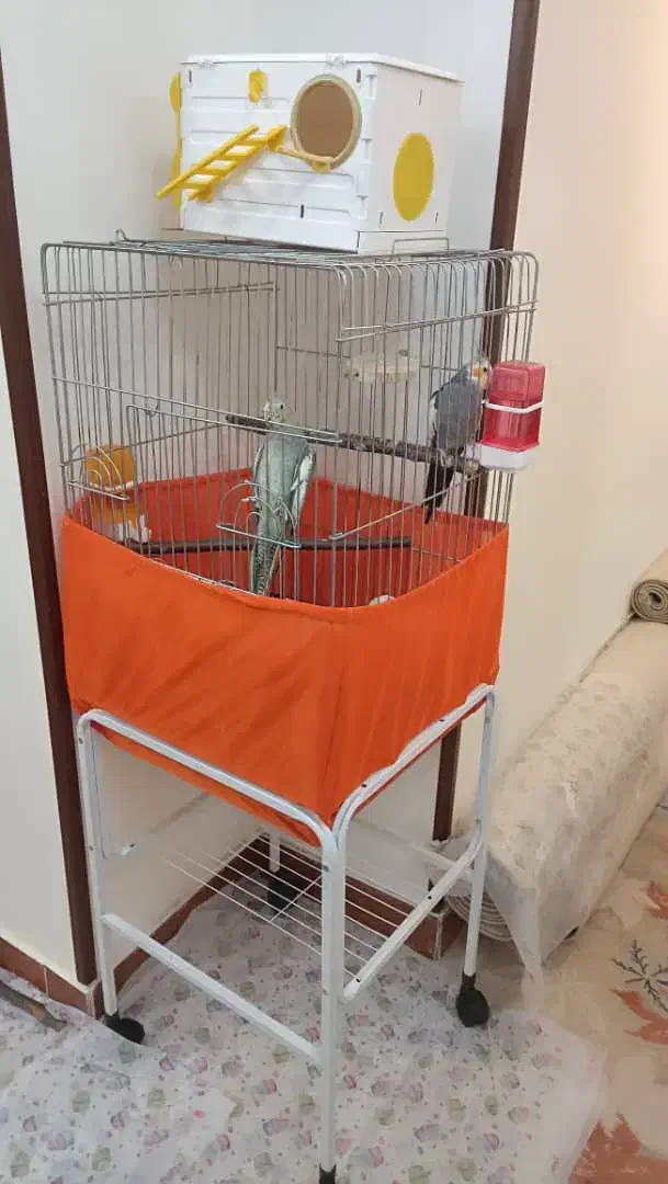 فروش پرنده با قفس و ملزومات|پرنده|پرند, فاز ۴|دیوار