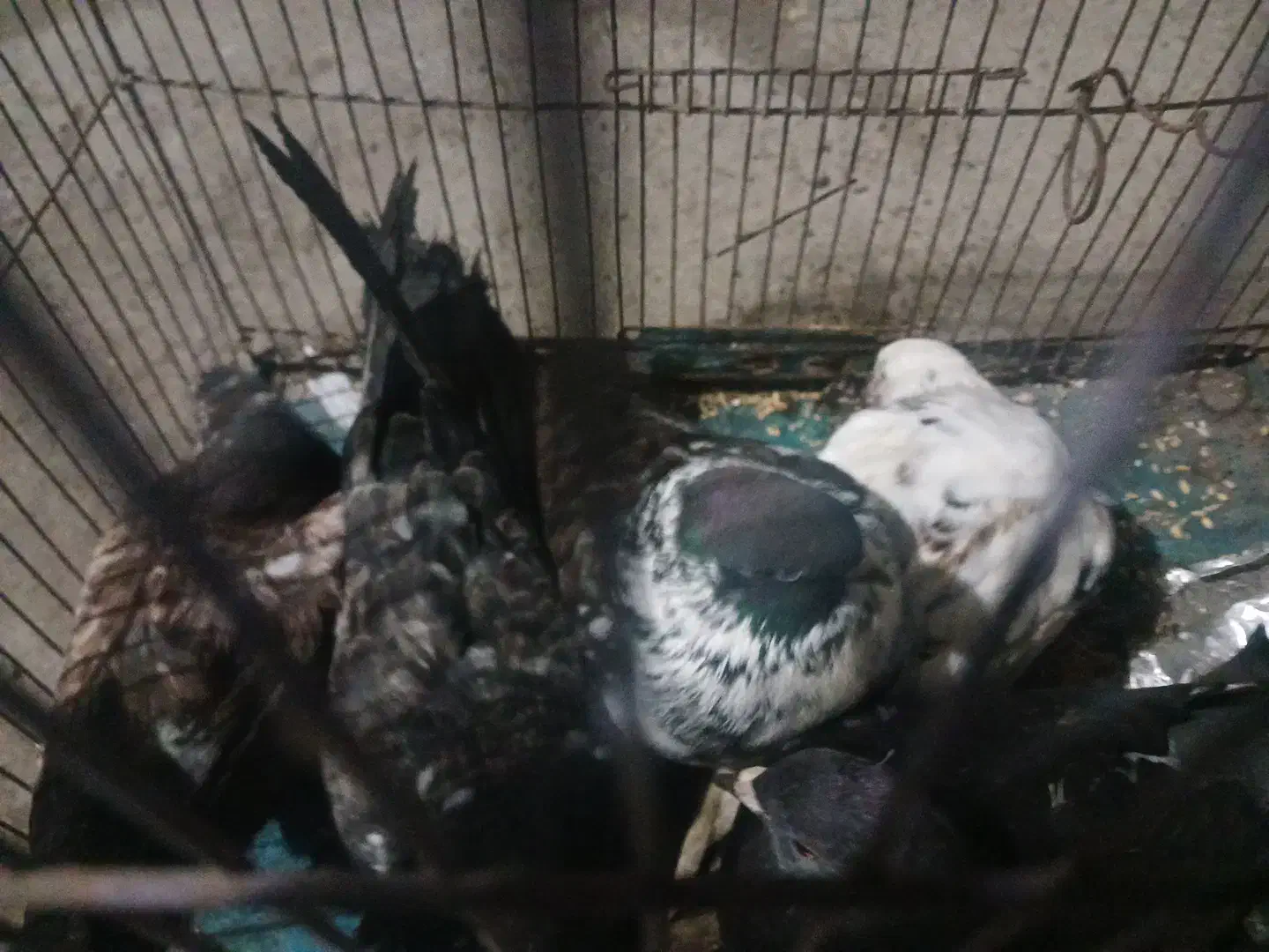 کبوتر|پرنده|رشت, سلیمانداراب|دیوار