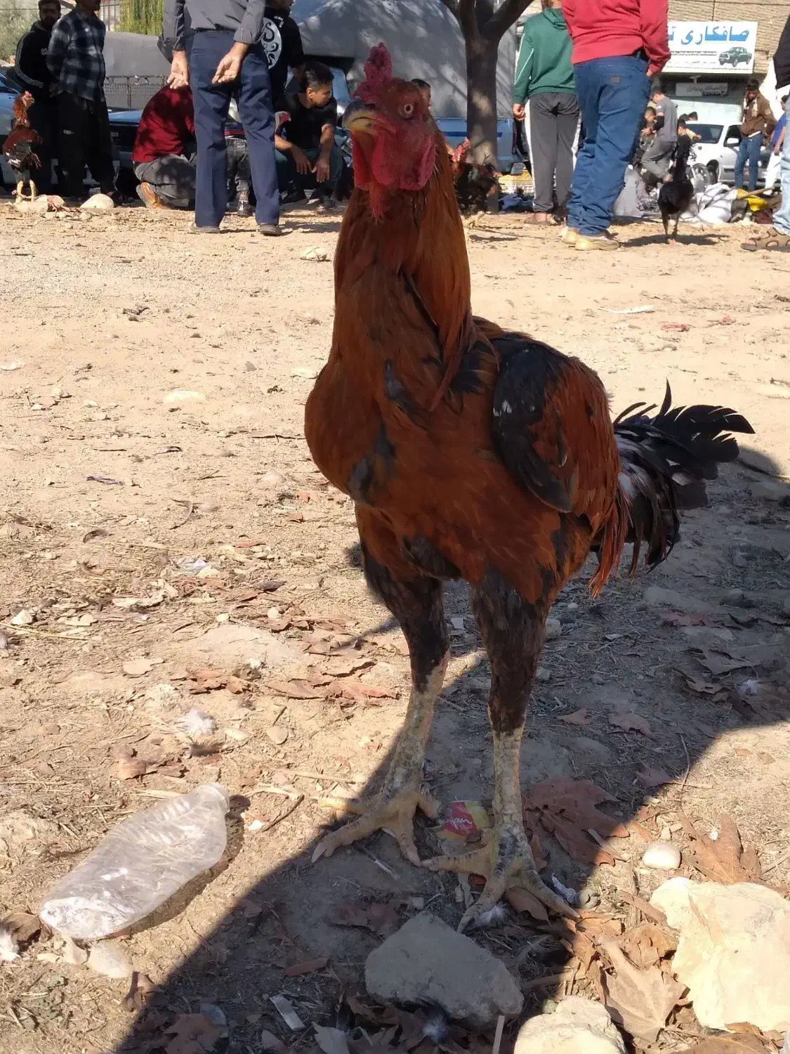 خروس لاری|حیوانات مزرعه|نگین شهر, |دیوار