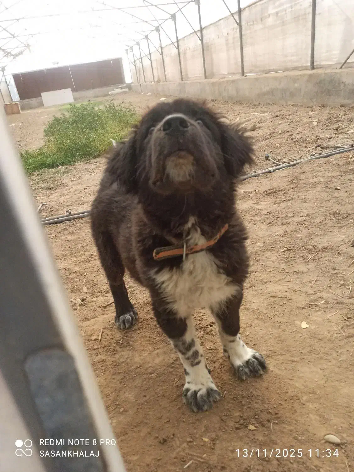 یک عدد سگ قدرجونی|سگ|مشکین‌دشت, |دیوار