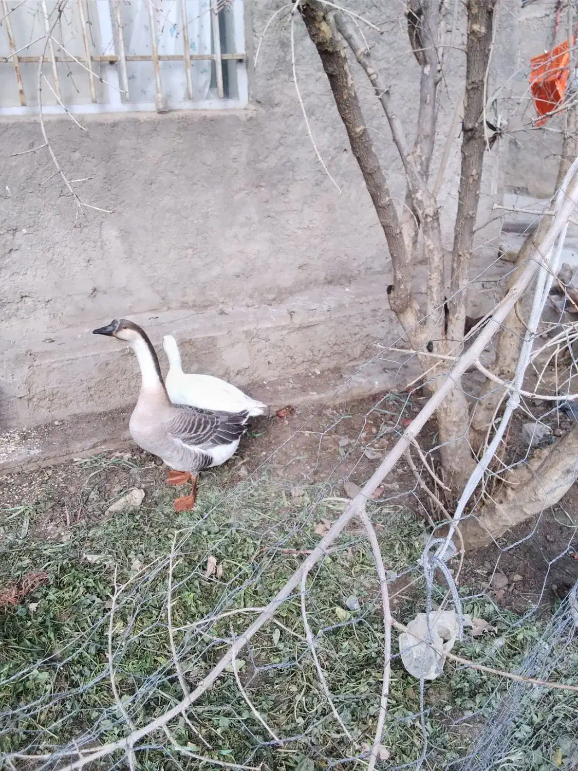 قو غاز وغاز|حیوانات مزرعه|صحنه, |دیوار