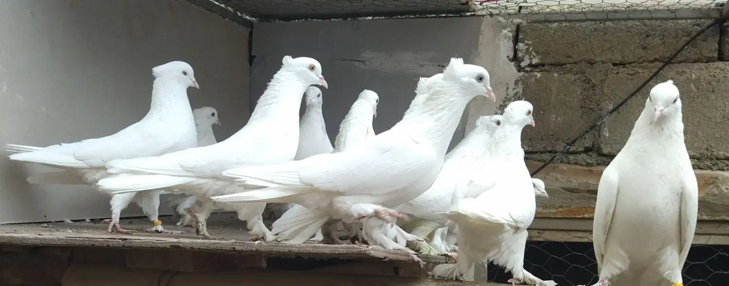 کبوتر ان پرشی|پرنده|نقده, |دیوار