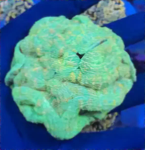 فرشته خجالتی ABSHOR آبشور|ماهی|تهران, جوادیه تهرانپارس|دیوار