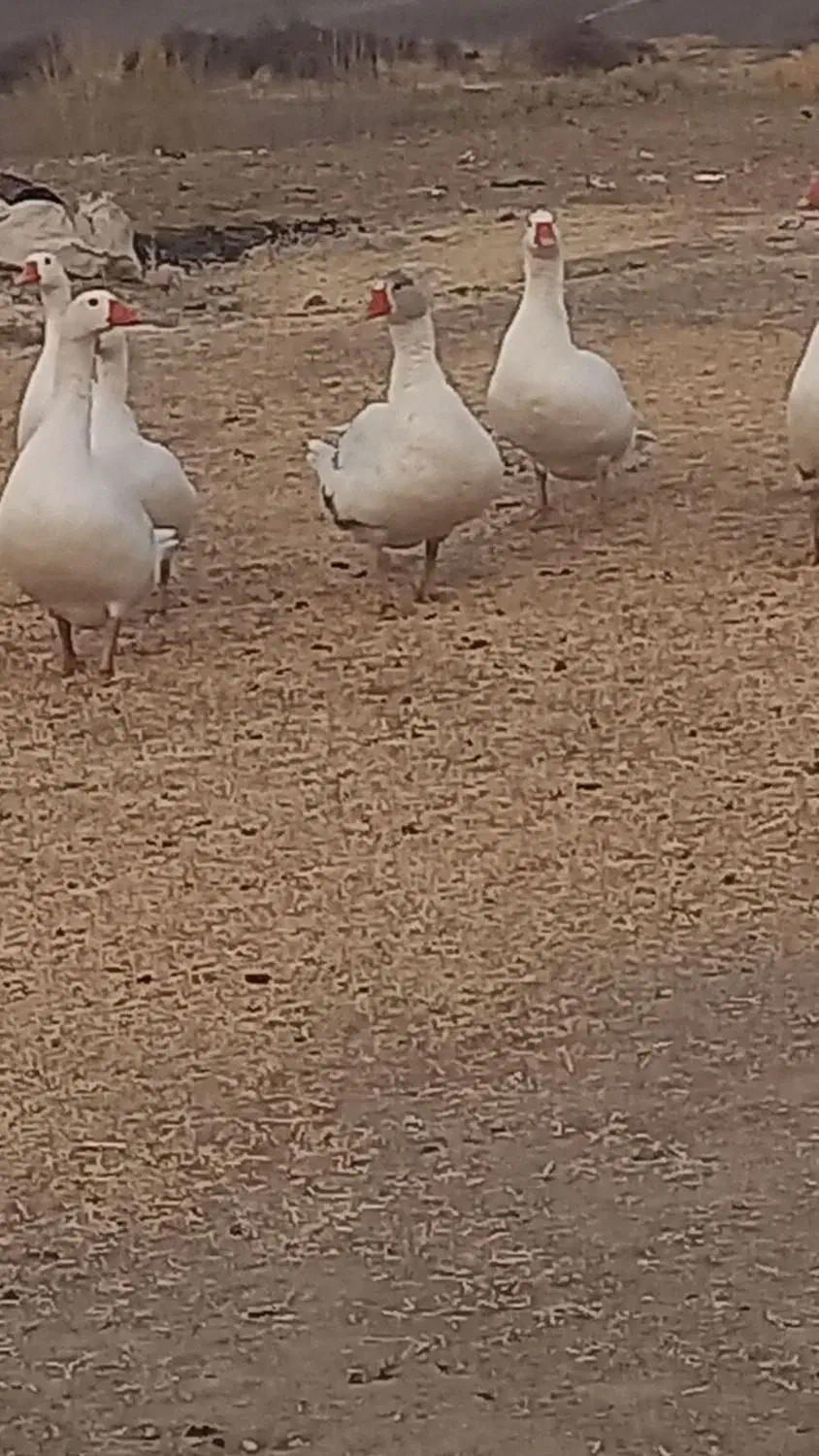 غاز بیلوار|حیوانات مزرعه|بیلوار, |دیوار