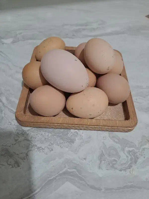 تخم نطفه دار برهما لایت|حیوانات مزرعه|قائم‌شهر, |دیوار