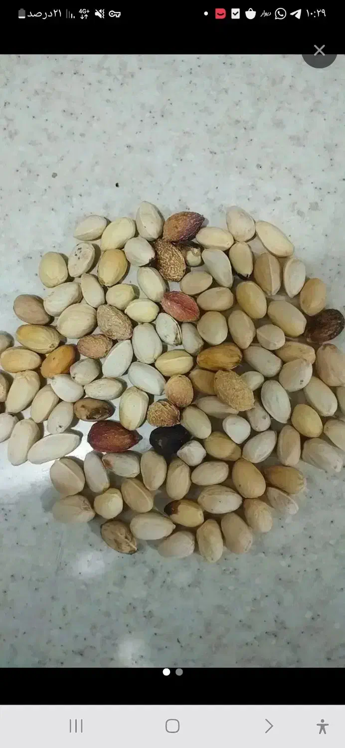 خریدارپسته پوک|خدمات باغبانی و درختکاری|بهاباد, |دیوار