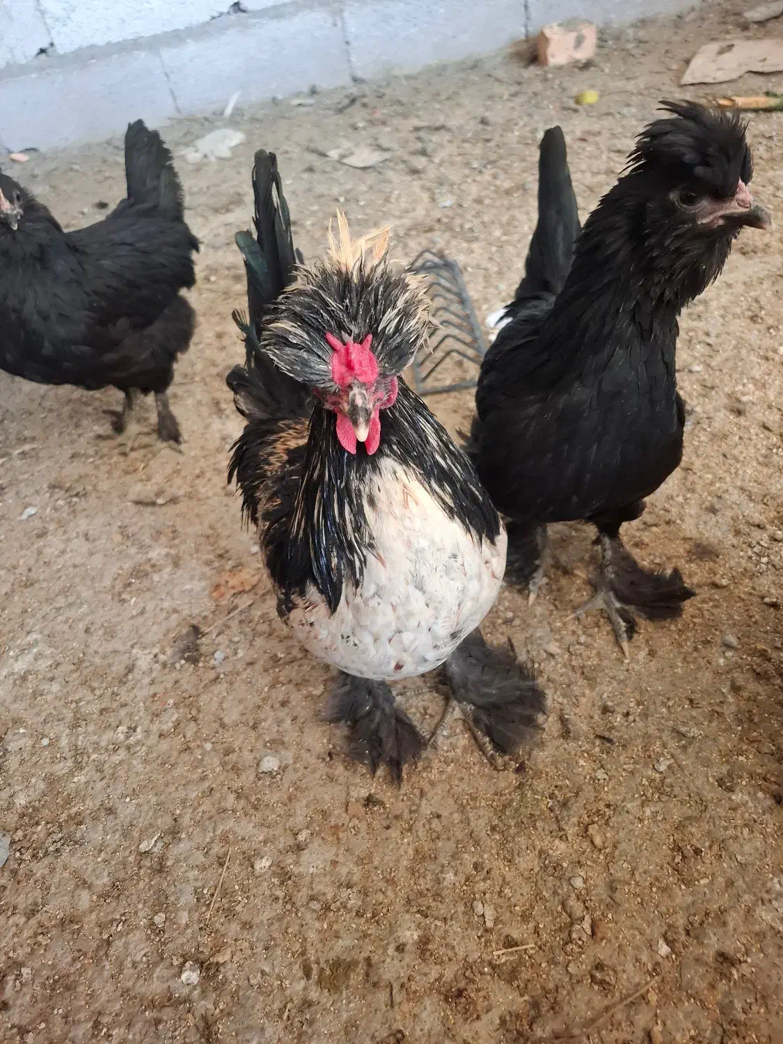 مرغ فروشی|حیوانات مزرعه|قم, نوقطار|دیوار