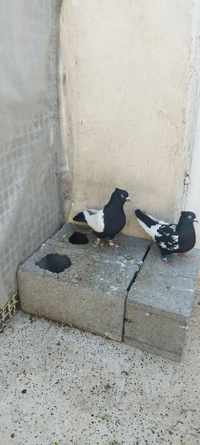 سینه سیاه|پرنده|مشهد, مشکینی (شهرک غرب)|دیوار