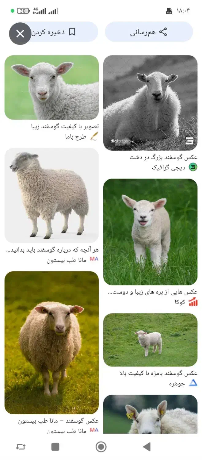 فروش گله ی گوسفند میش و بز|حیوانات مزرعه|دهدشت, |دیوار