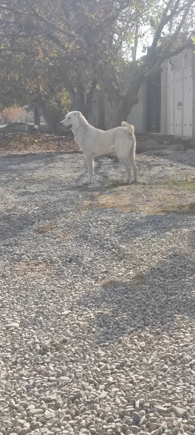 سگ پژدر سرابی ژرمن هاسکی پیتبول|سگ|تهران, مختاری|دیوار