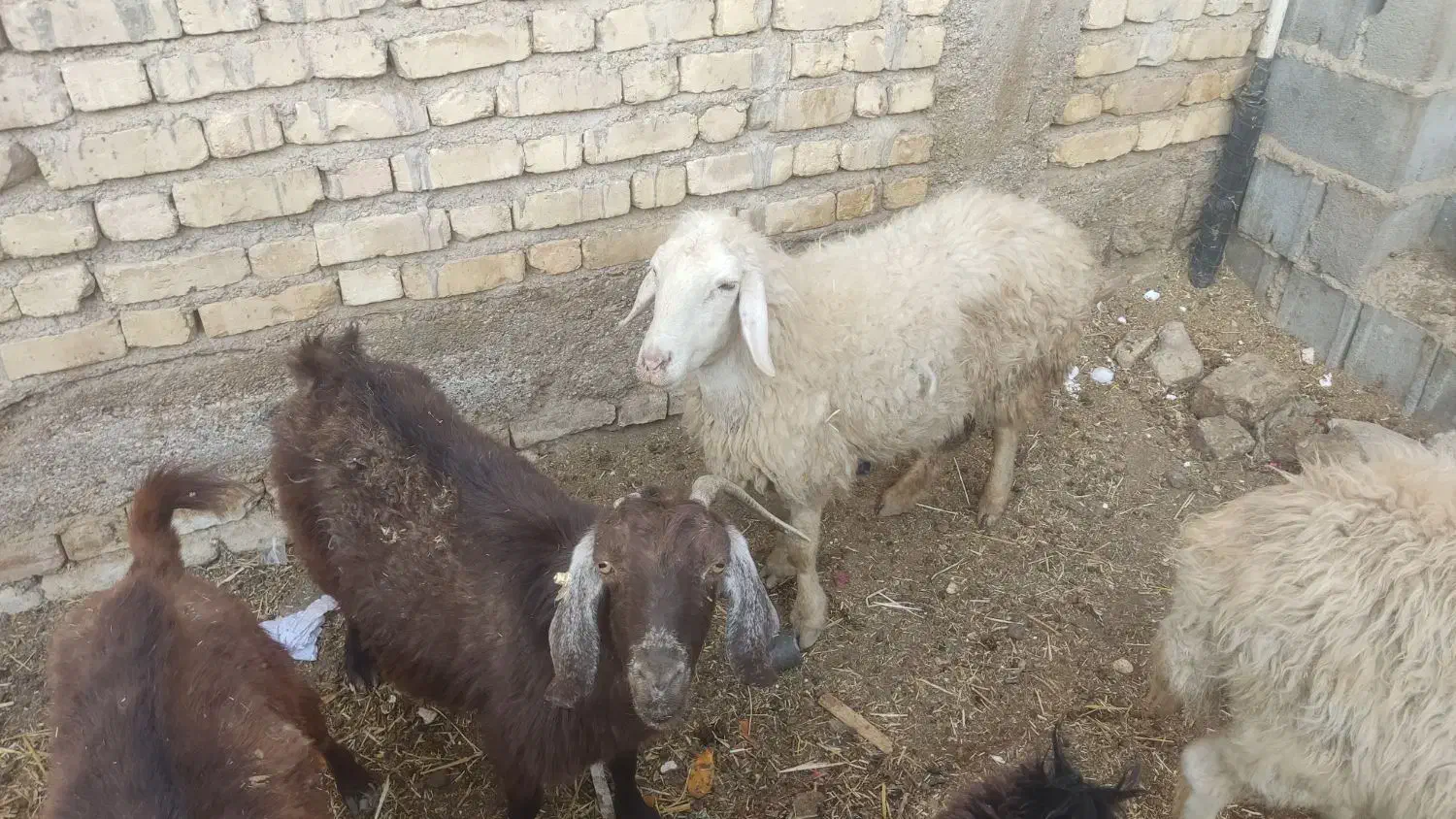 میش و بز و کهره|حیوانات مزرعه|کربال, |دیوار