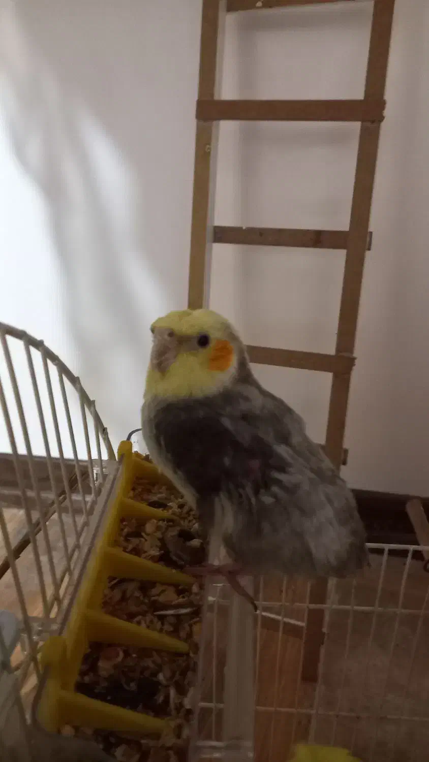 واگذاری عروس هلندی|پرنده|مبارکه, |دیوار